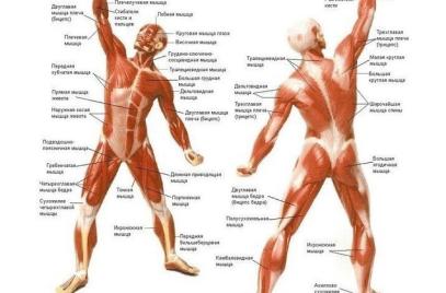 Тренировки для мышечного роста